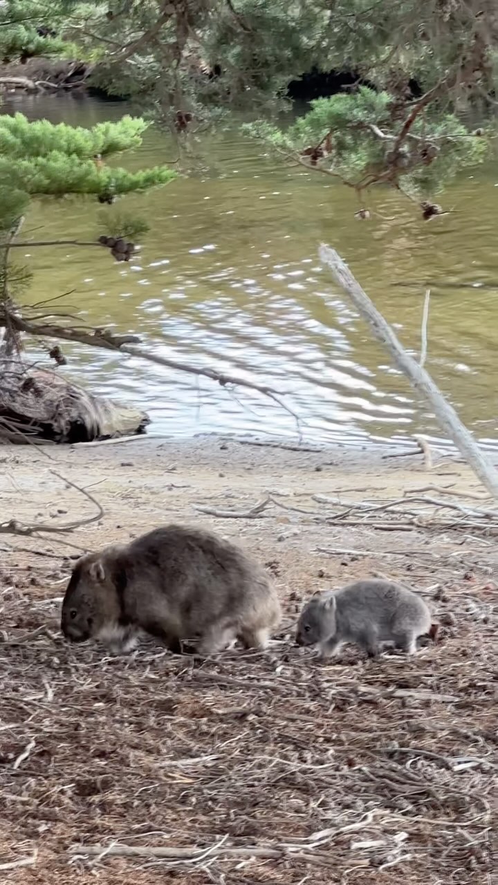wombats might not look like they can ran fast but they can run 40 ...