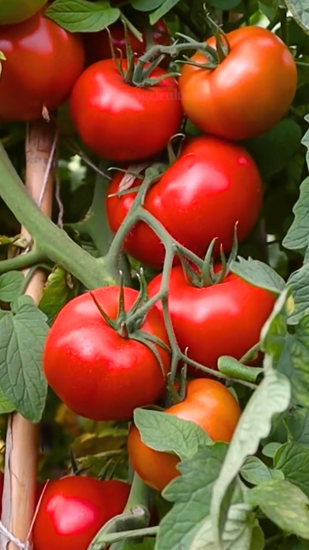🍅 Tomato Season Is Almost Here! 🍅 June marks the start of tomato