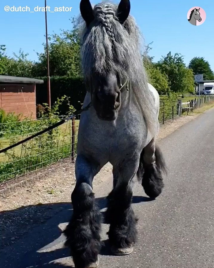 Astor van de Vliert is a big blue Dutch Drafthorse stallion! Astor is a ...