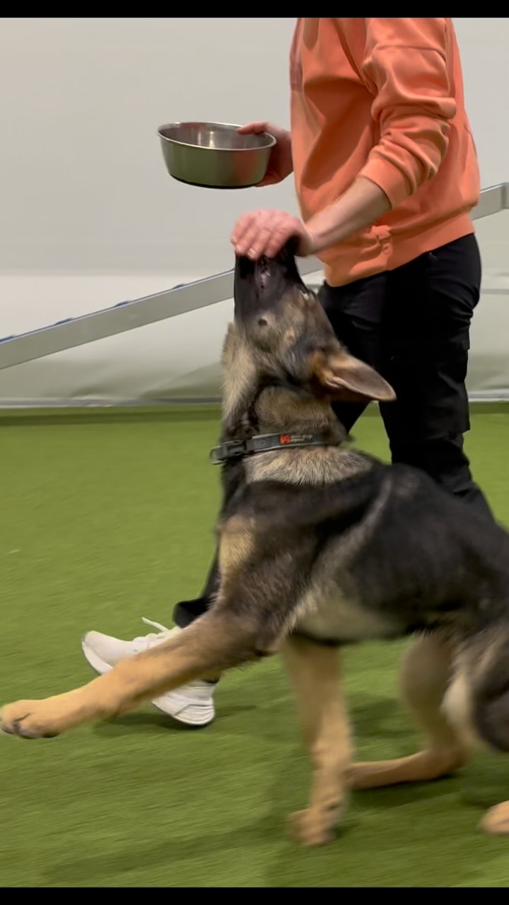 Did you know I have an online retrieve course? From step one to step ...
