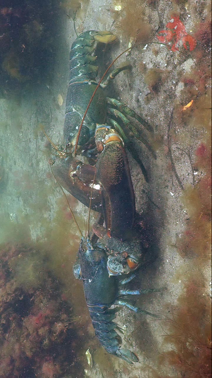 Gangsters of the Sea! 🦞 #lobsters #novascotia #novascotialobster # ...