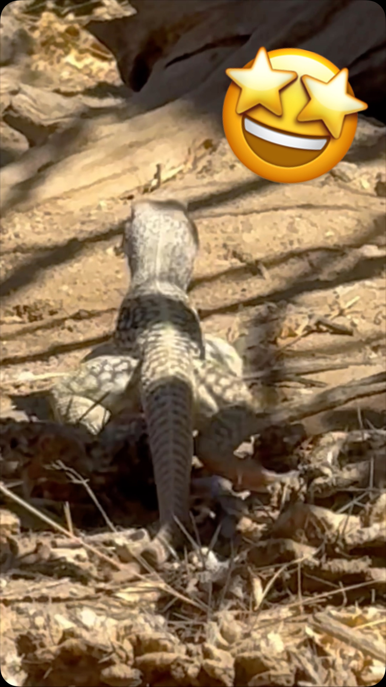 Huge 🦎 lizard in Baja. Beautiful! 🤩 | Mav | Facebook