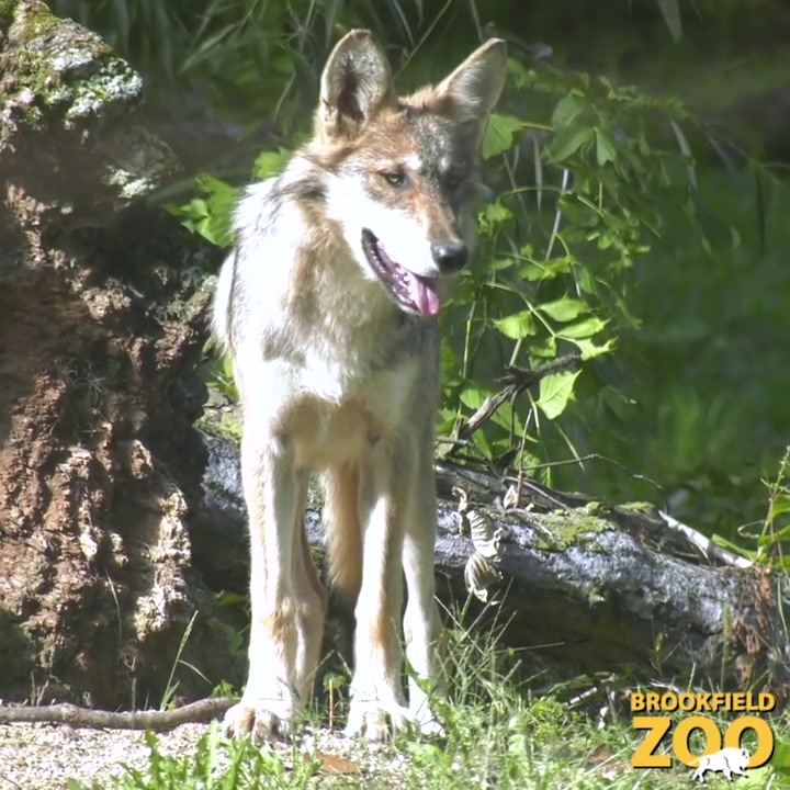 The pack is on the prowl! 🐺 Mexican gray wolves are the smallest ...