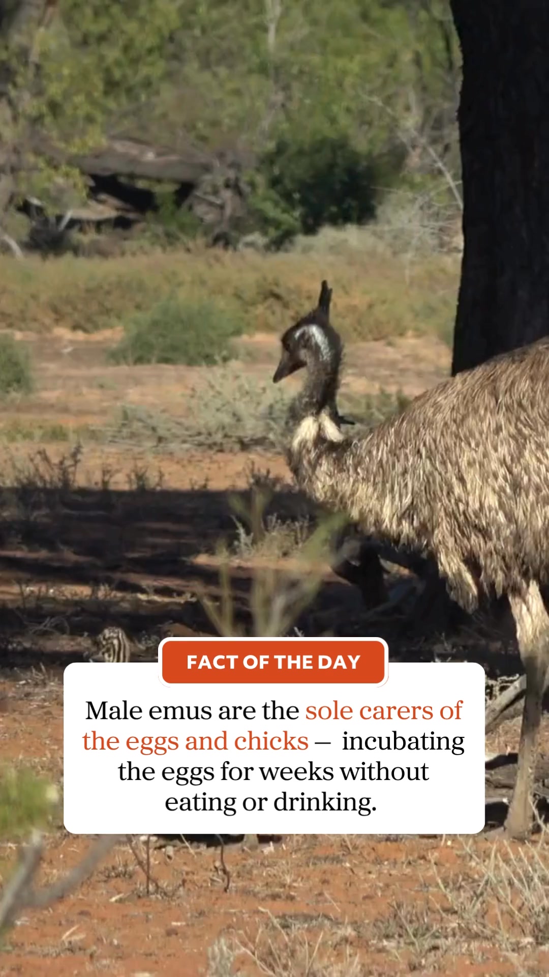 🔎 Fact of the day Did you know? Male emus are the sole carers of the ...