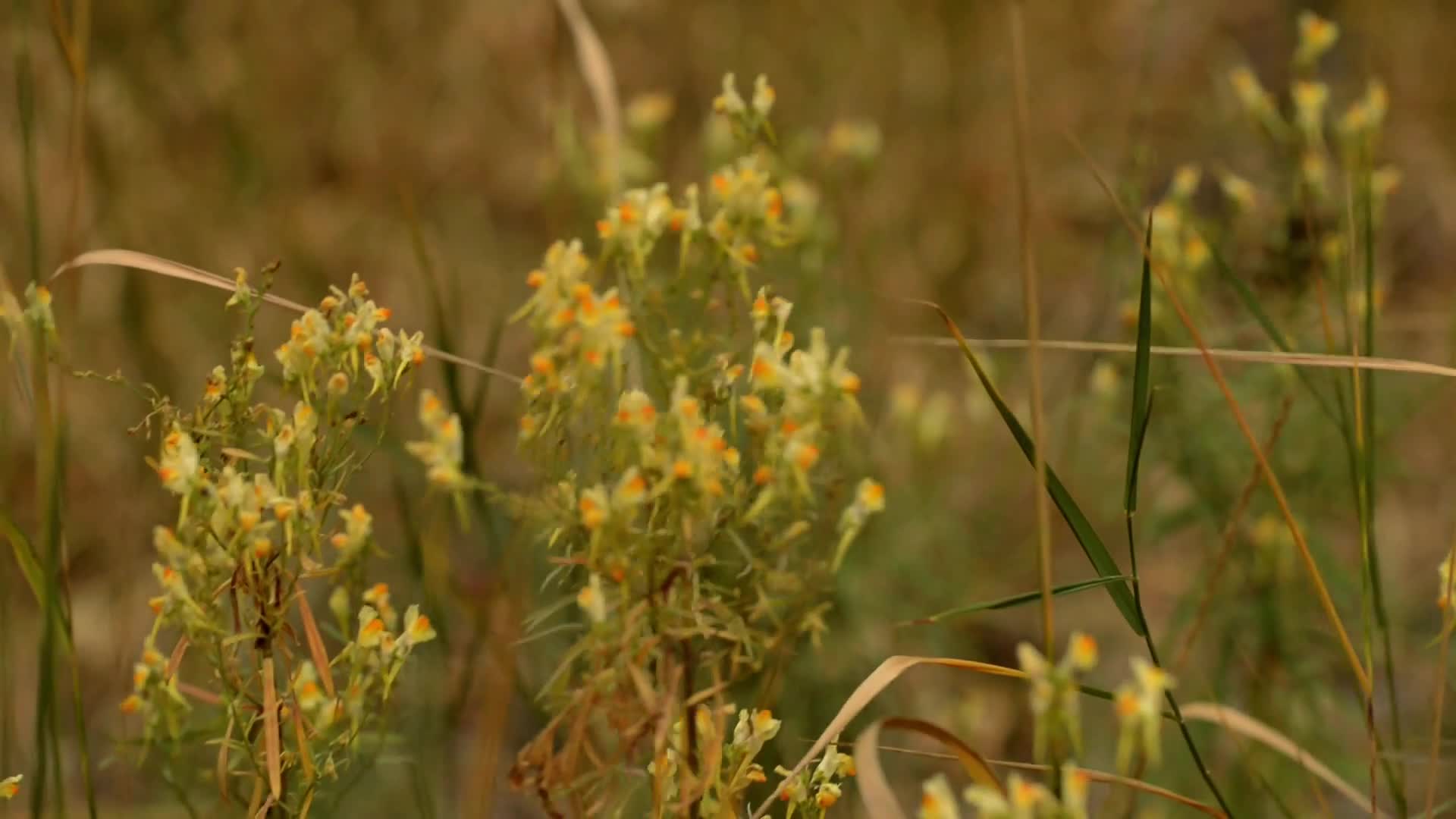 Yellow Toadflax is one of Montana's two invasive Toadflax species along ...
