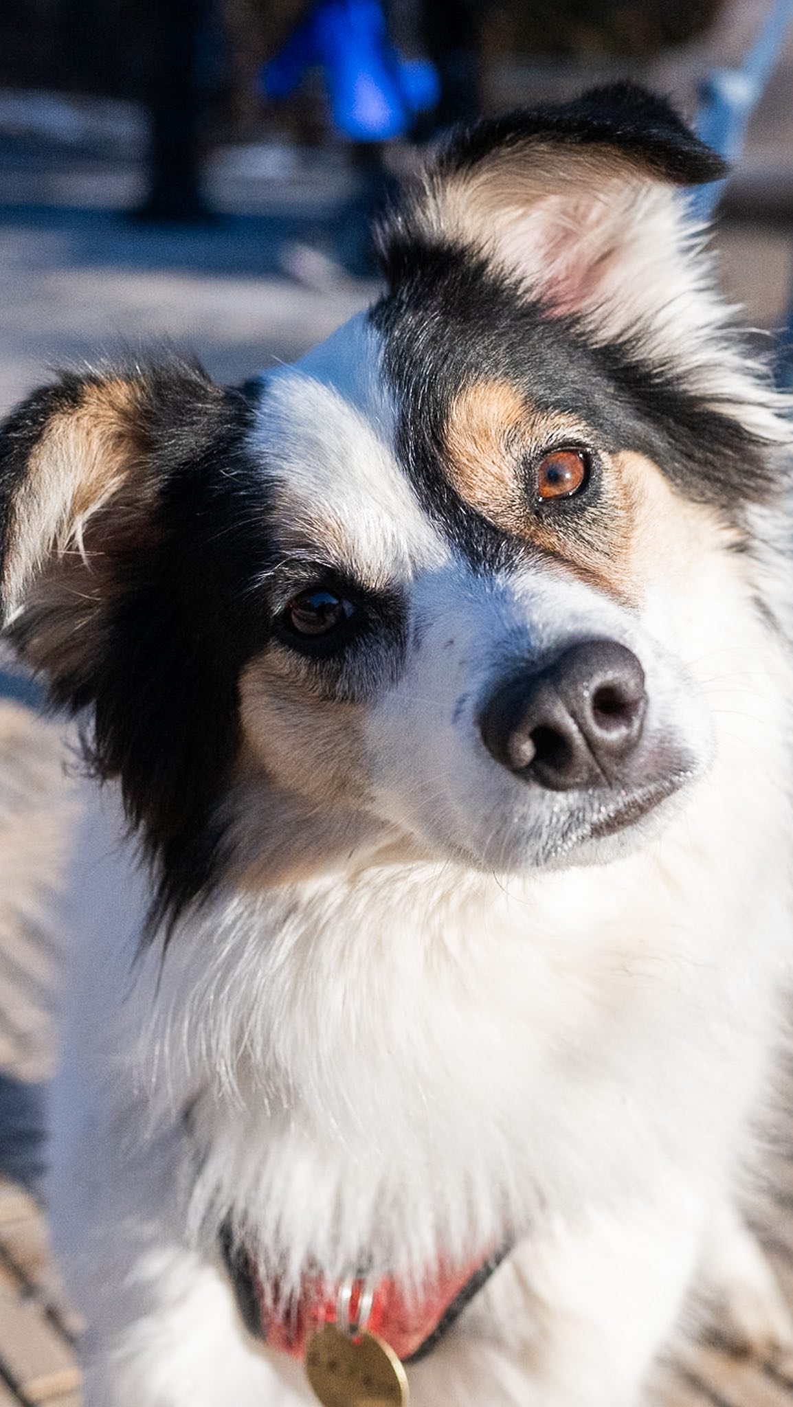 Archie, Australian Shepherd mix (3.5 y/o), Prospect Park, Brooklyn, NY ...