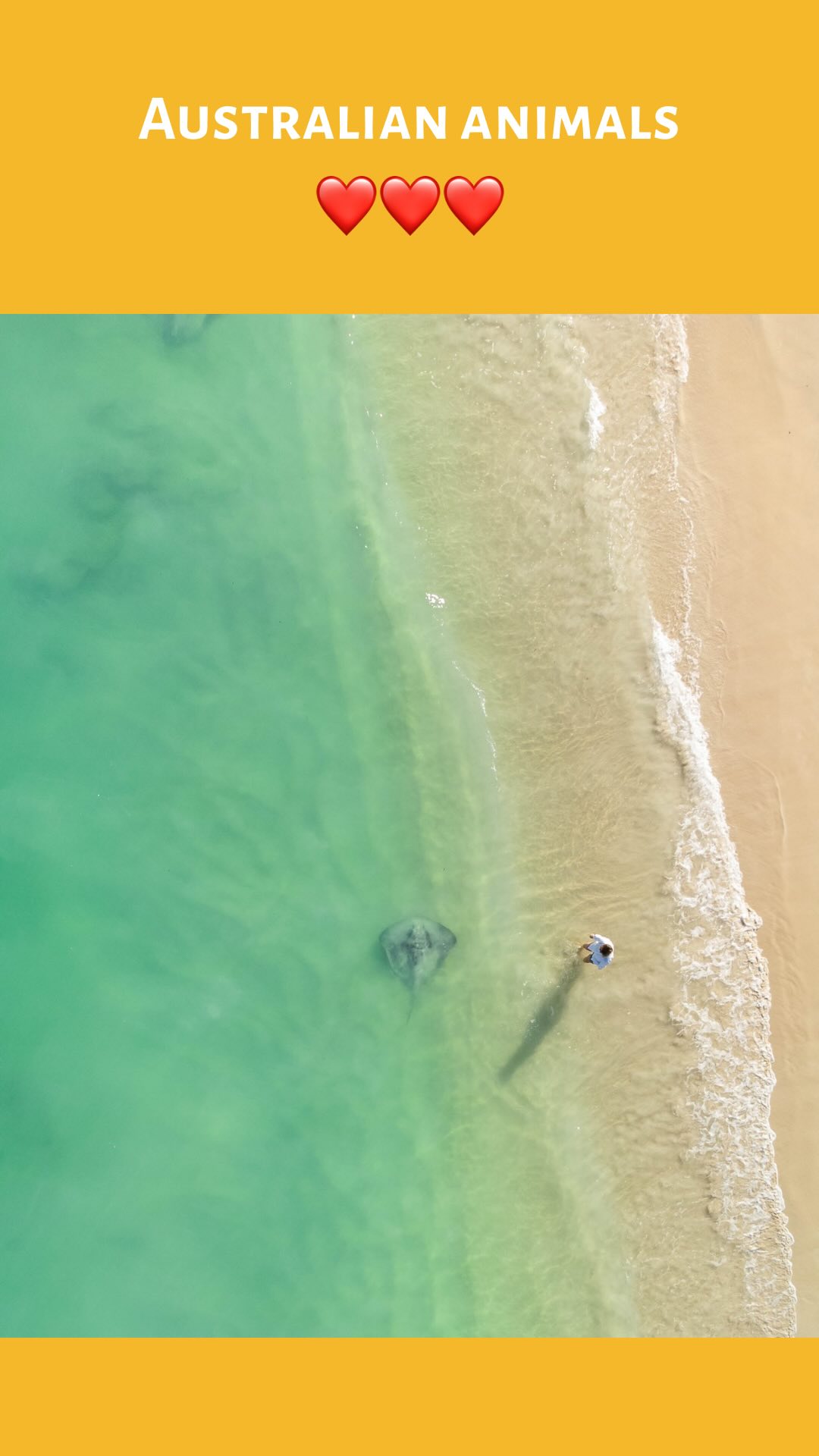 The Australian fauna and flora are just so beautiful. 🦜Did you notice ...
