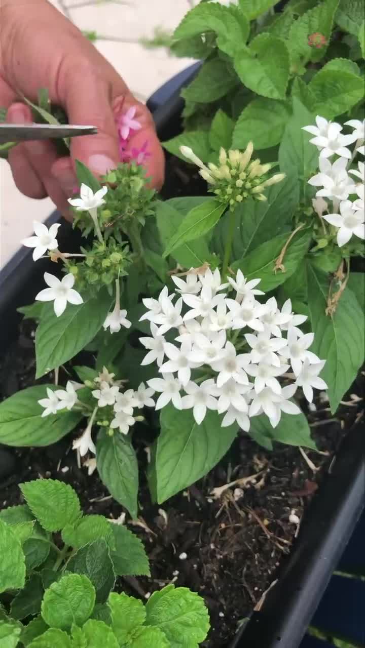 Learn how to prune Pentas! | Victoria's Bloomers