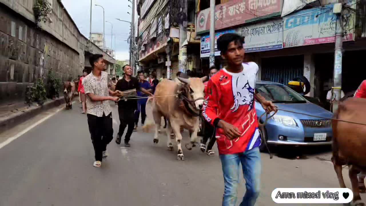 2022 cow rally with kodomtoli goru pagla ️ full vlog uploaded my ...