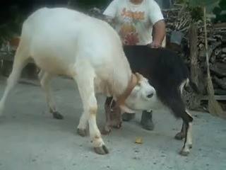 Bezerro mamando em cabra | Já dizia um velho amigo meu: "Mas não é ...