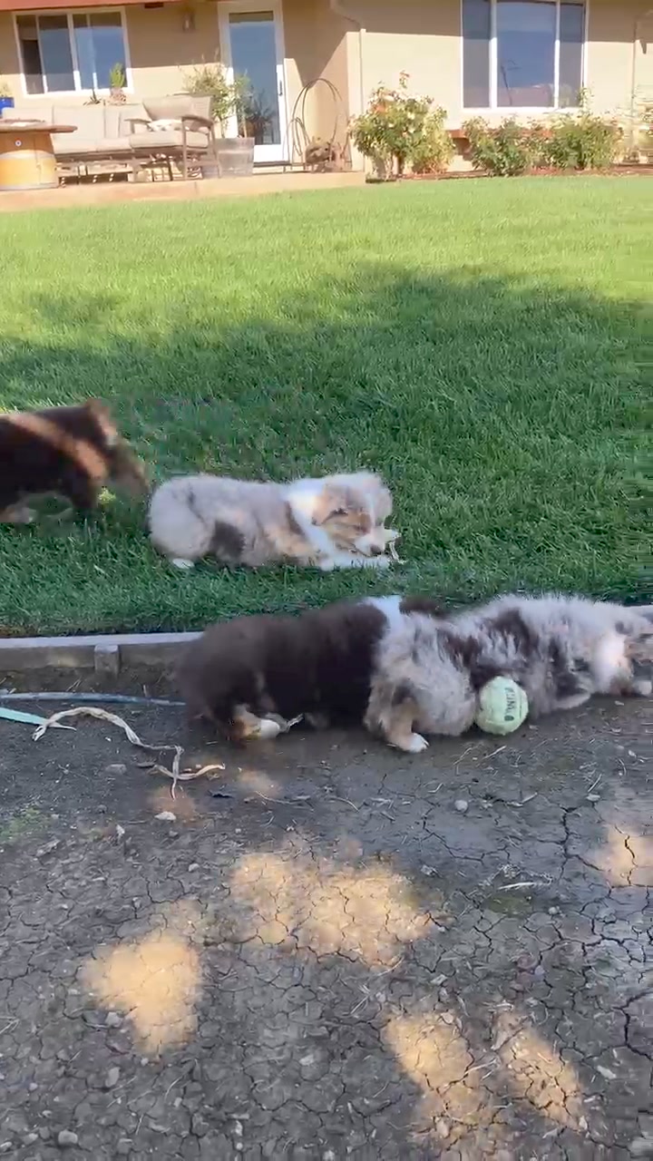 Donati Ranch Mini American Shepherd and Mini Aussies