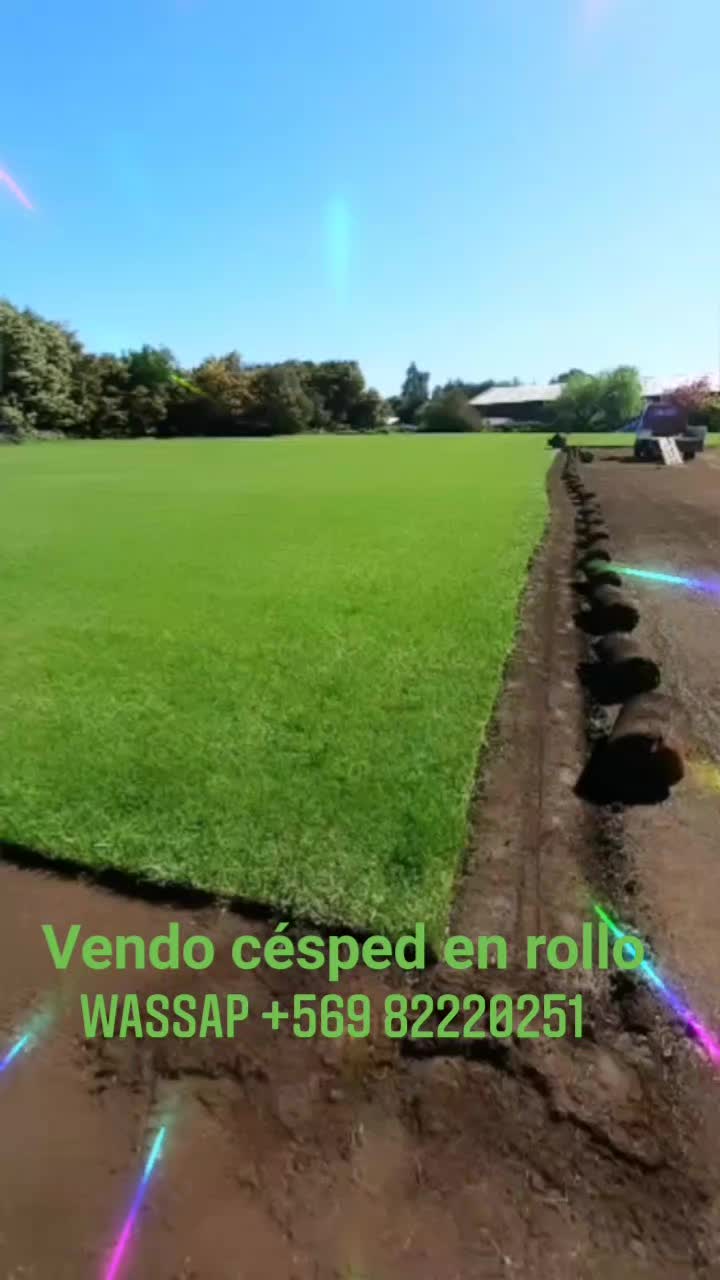 Pasto Por Rollo Los Angeles | Los Ángeles
