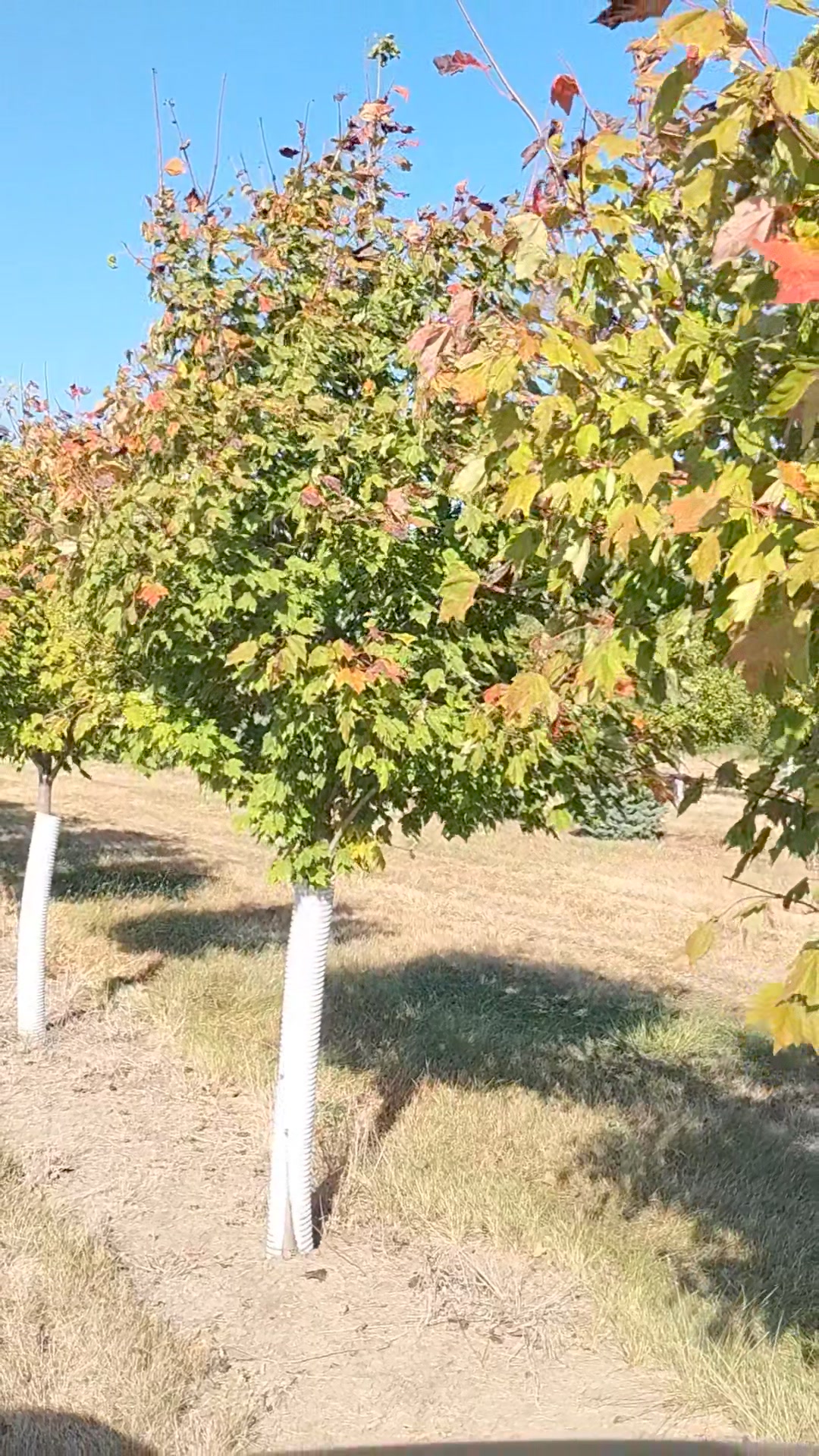 Brady Tree Farm and Landscape | Yankton SD