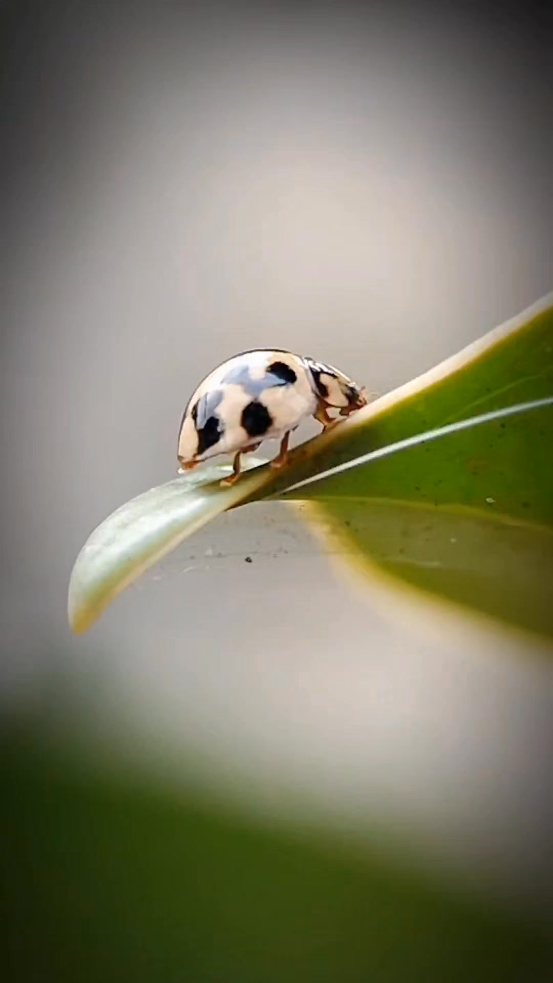 The Insects Stalker | 