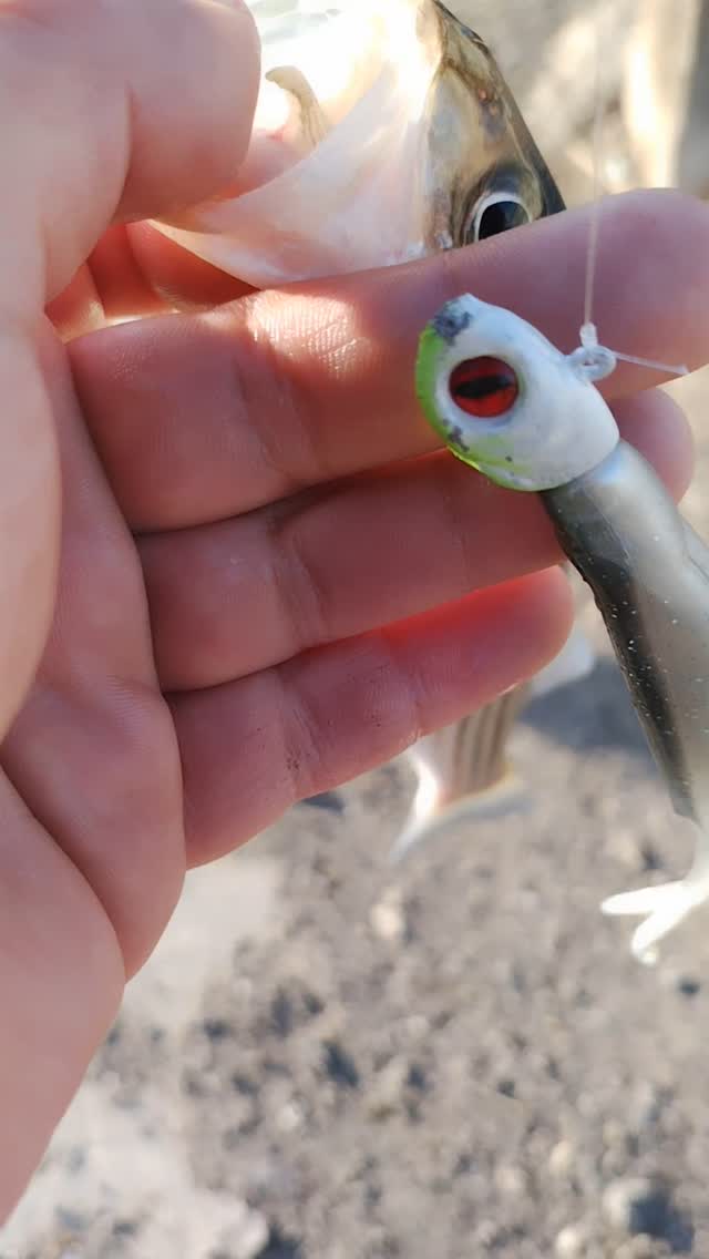 ca aqueduct fishing lures CC Dive n Rise 7.5  Musky Shop this sinking jig has a proven track record of delivering outstanding results Best lure for aqueduct fishing: