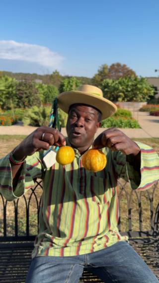 ベア　レモン、キューカンバー、インディアンの3点 Not all cucumbers are long and green! 🍋🥒 Meet the lemon cucumber