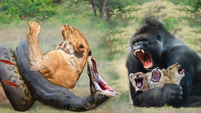 Angry Gorillas Attack Giant Python to Rescue Lion Cubs Gorilla Vs ...