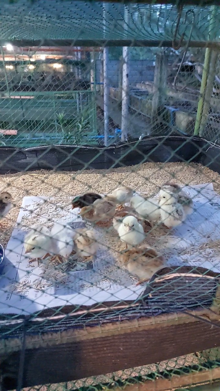 Day-old chicks of CPU Broiler Native Chicken brooded in double-tier ...