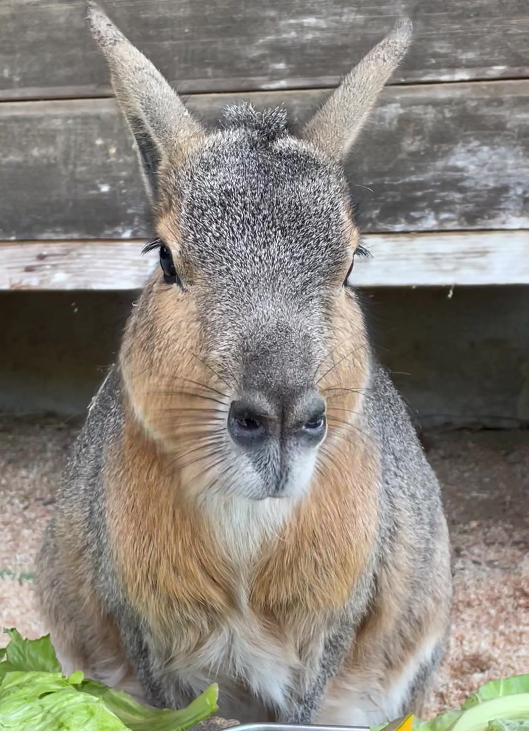 似 て いる 動物