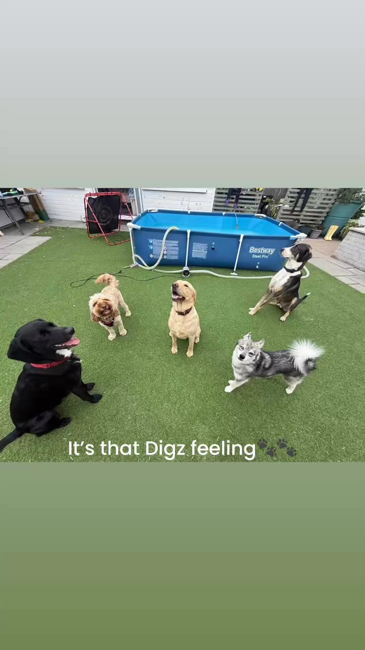 Digz 4 Fur Kidz on Reels | Facebook