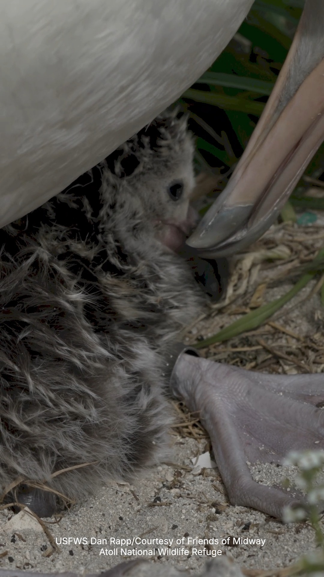 🚨Albatross Chick Alert! 🚨 The world's oldest known banded wild bird, a ...