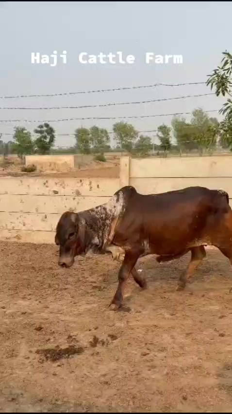 Haji Dairy & Cattle Farm | Lahore
