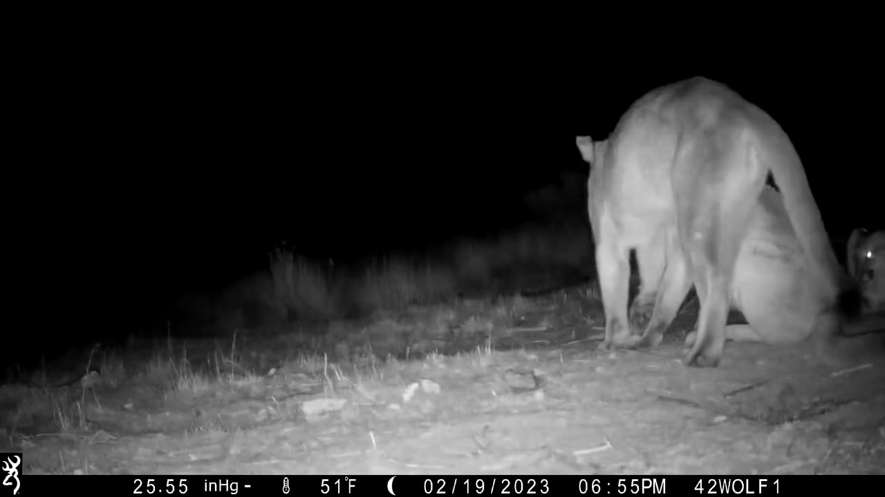 The pumas of California⛰️ Did you know? A single puma (also known as a ...