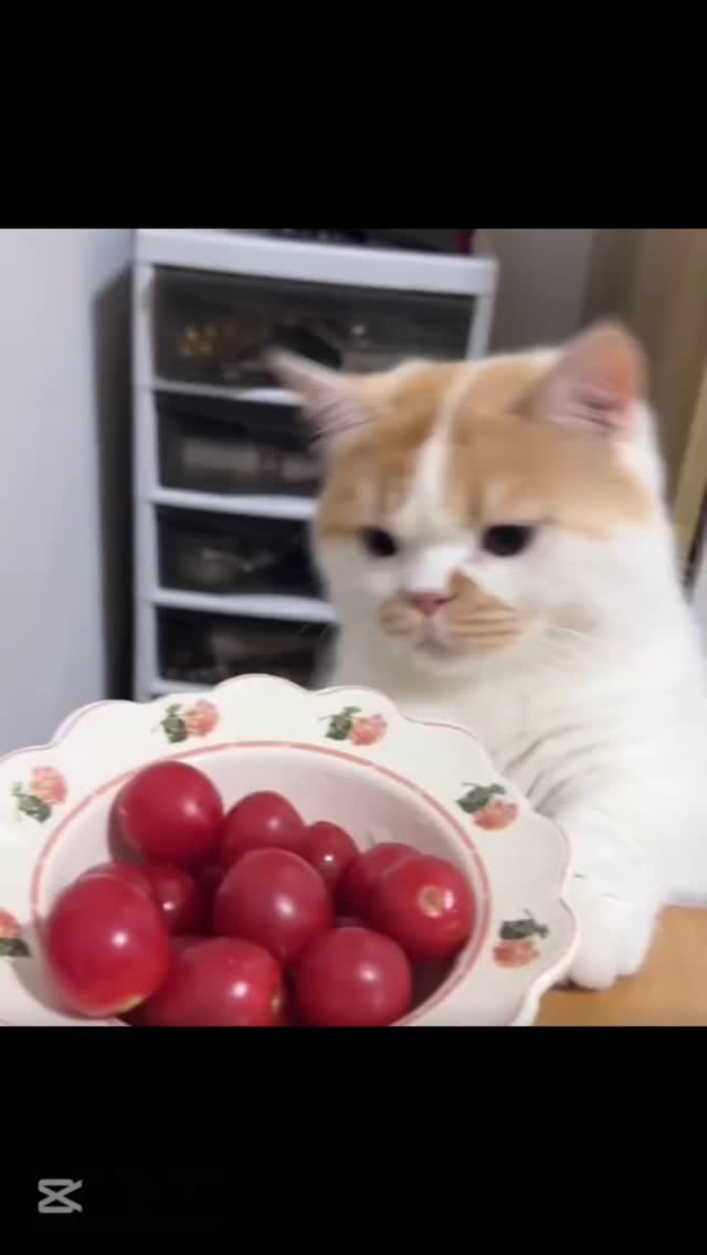 follow timi cat #gatos #timi #cat #viral | @Michi | Facebook