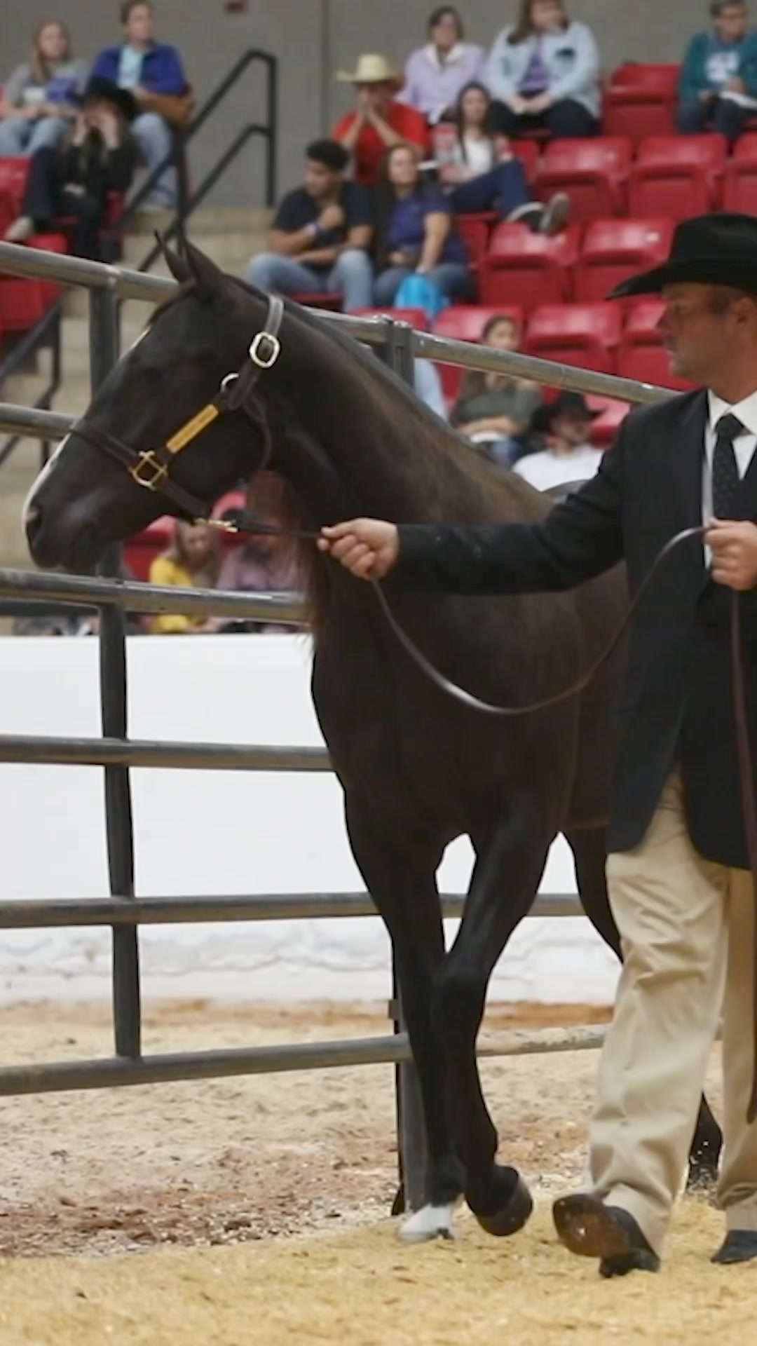 2024 National Reined Cow Horse Association Snaffle Bit Futurity Sales ...