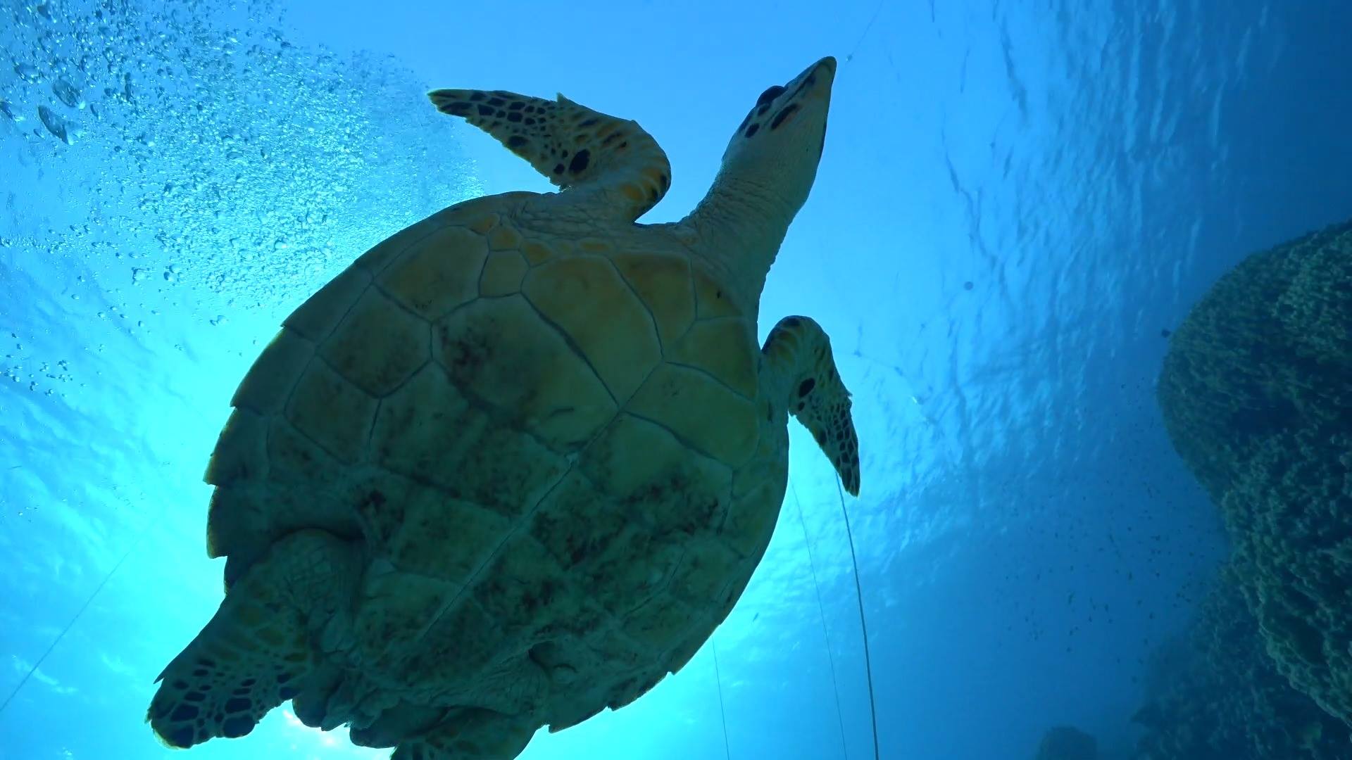 Da war doch noch was... Today was Turtle Day! | Frisch geschnitten und ...