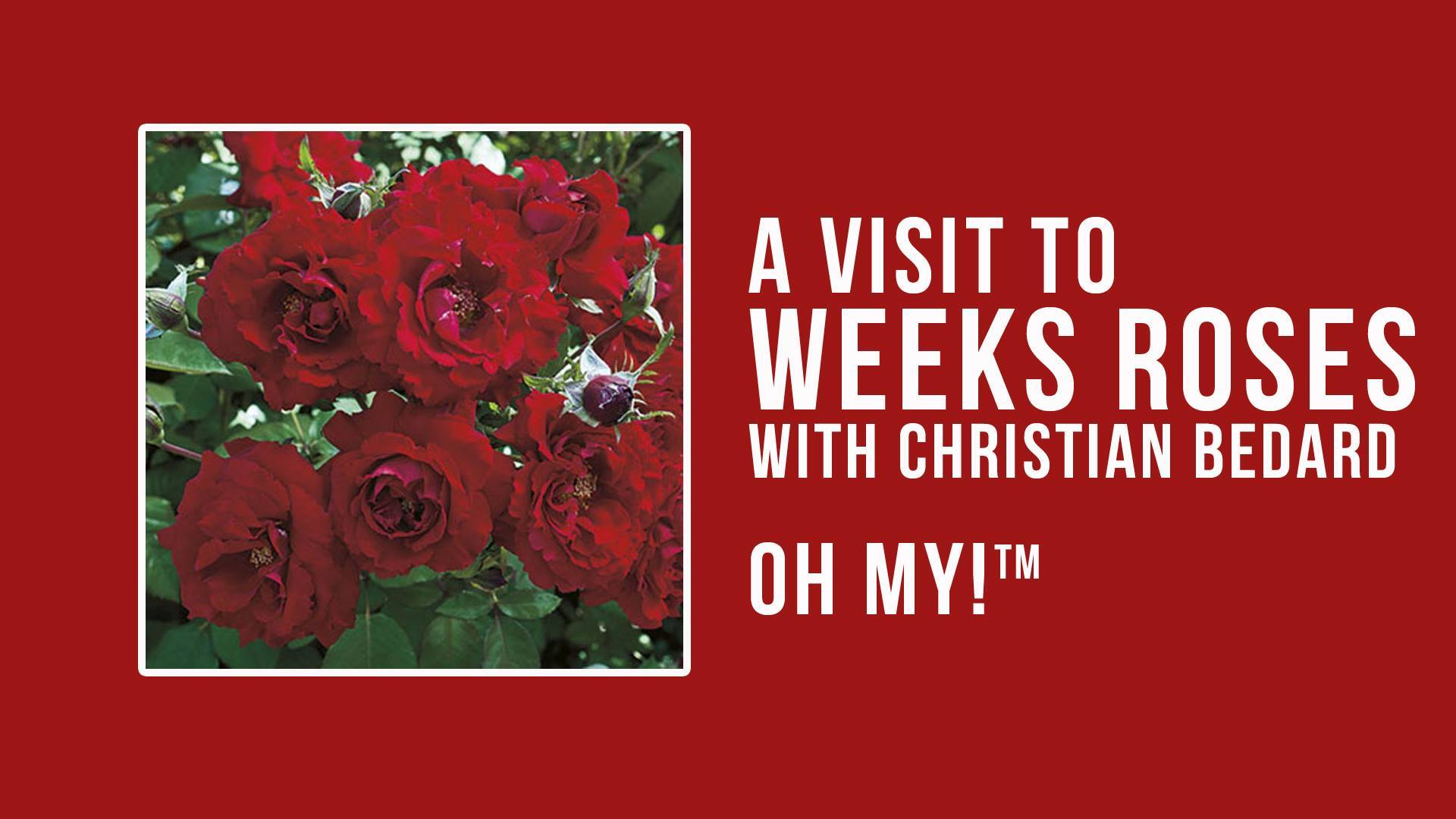 Oh My!, an ARS Members' Choice Award Winner! | Oh My! is a velvet red ...