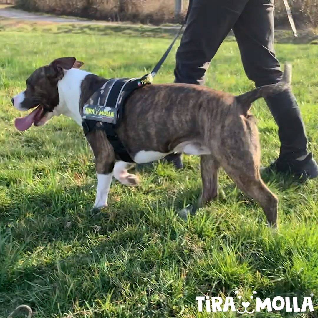 Pettorina Cane MyFamily Memopet Con NFC - Poliestere, Made In Italy, Dati Anagrafici Via Smartphone, Taglia L