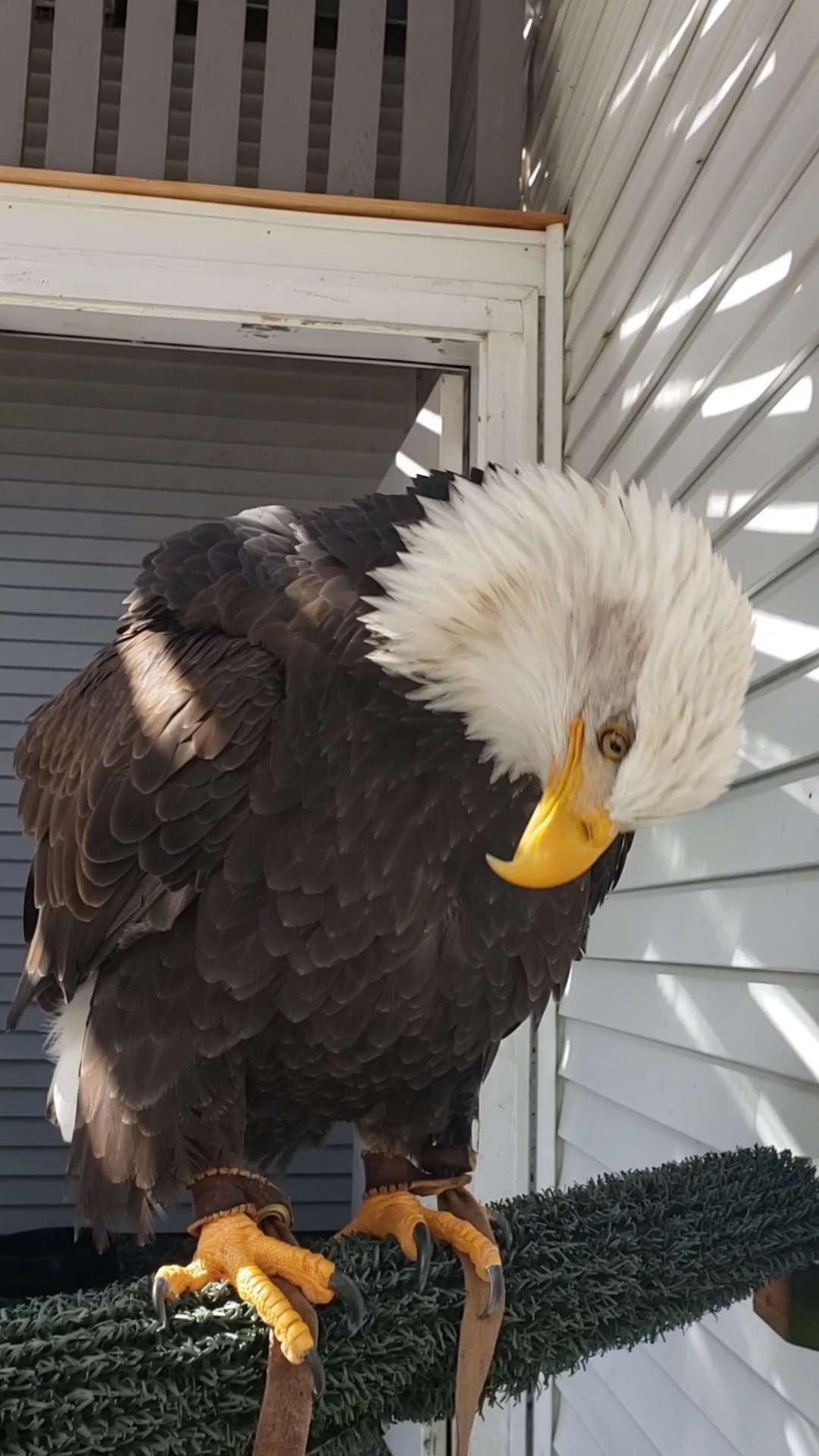 Spirit, a Bald Eagle and Raptor-in-Residence here at the Alaska Raptor ...