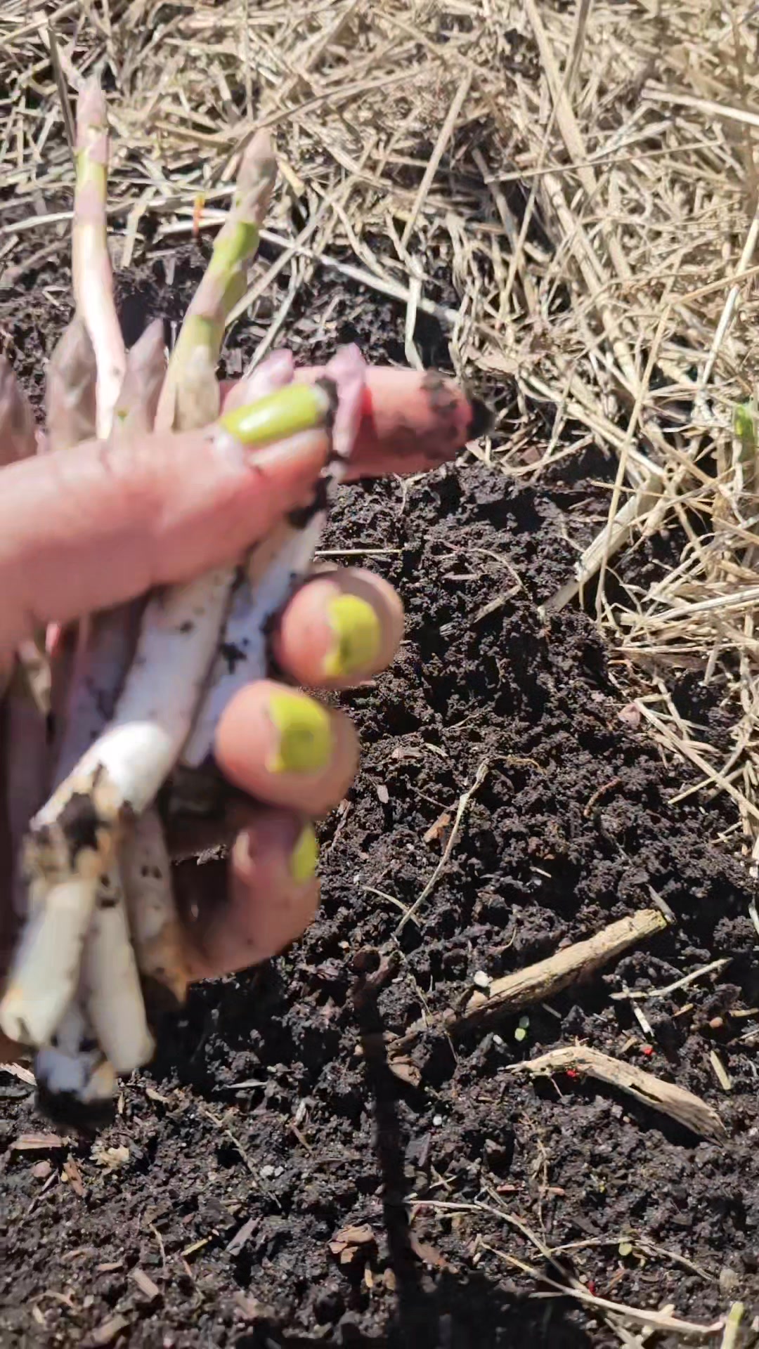 Nanguha ako ng asparagus sumibol na sila, masarap pala kahit di lutuin ...