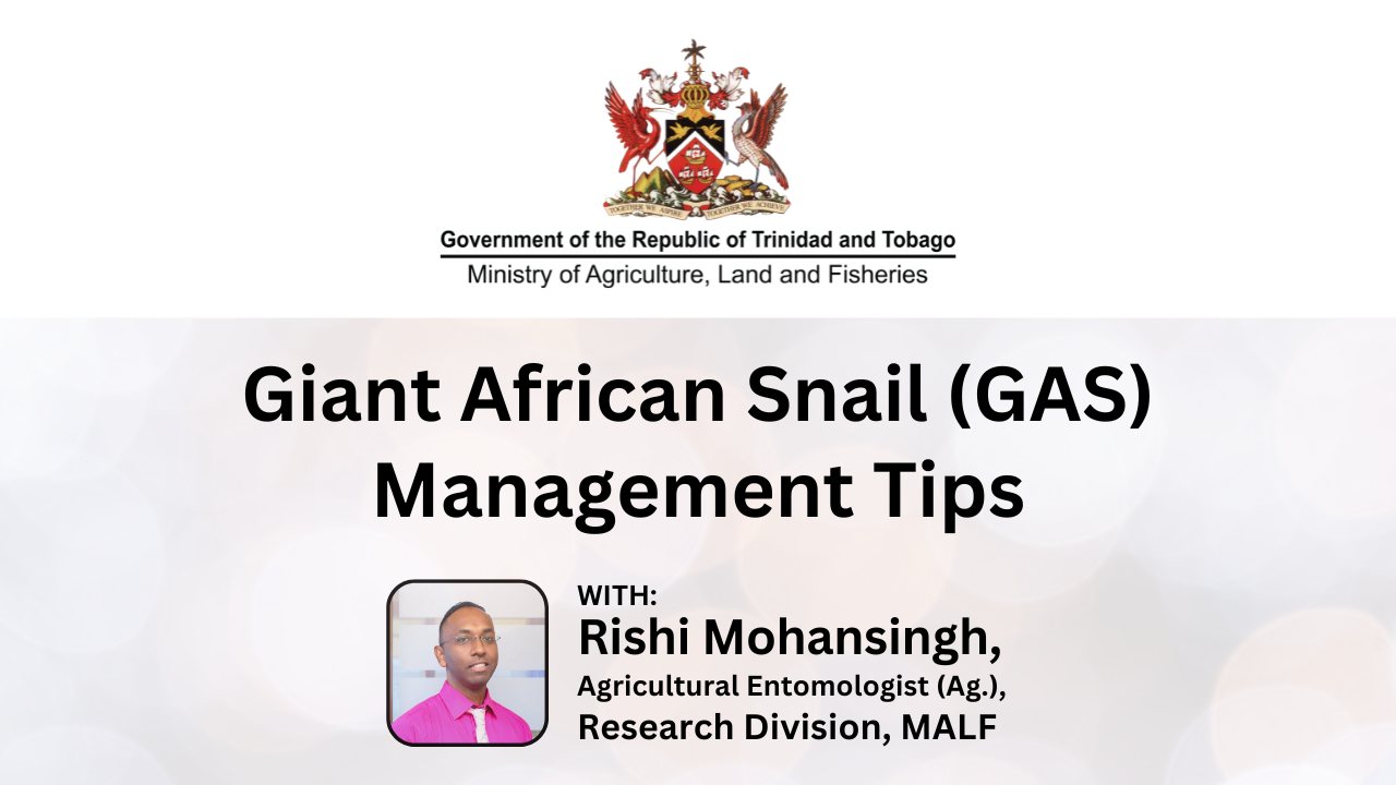 Giant African Snail Management Tips 4% Metaldehyde, Salt Solution ...