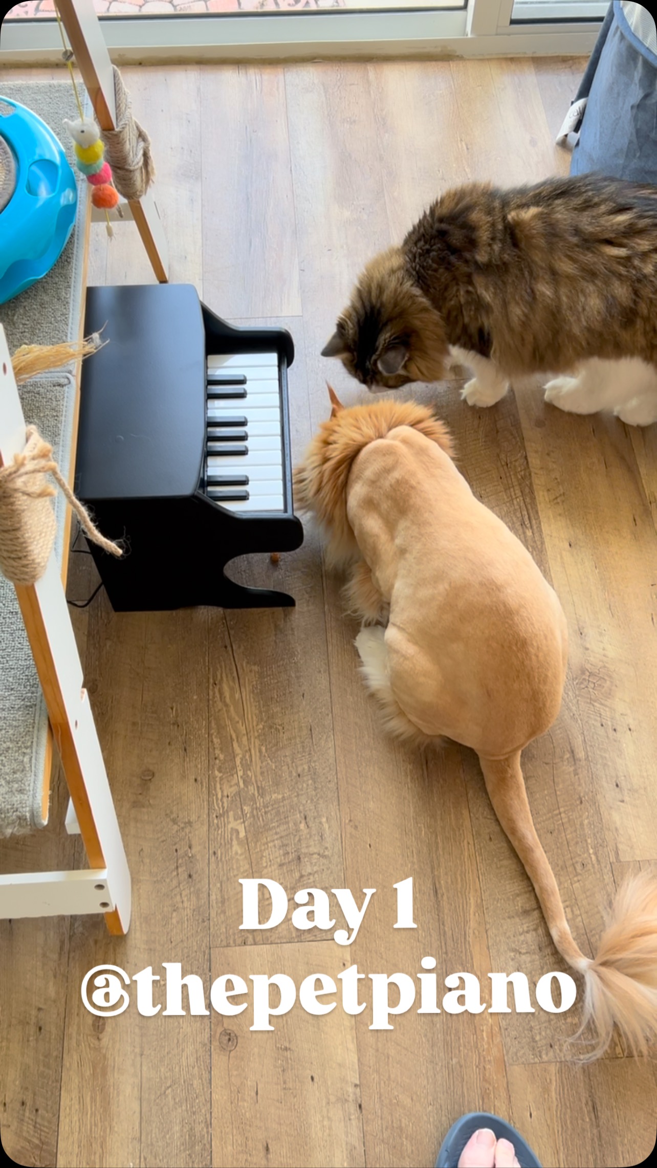 This Piano Teaches Your Pet to Play It | Aaron's Animals