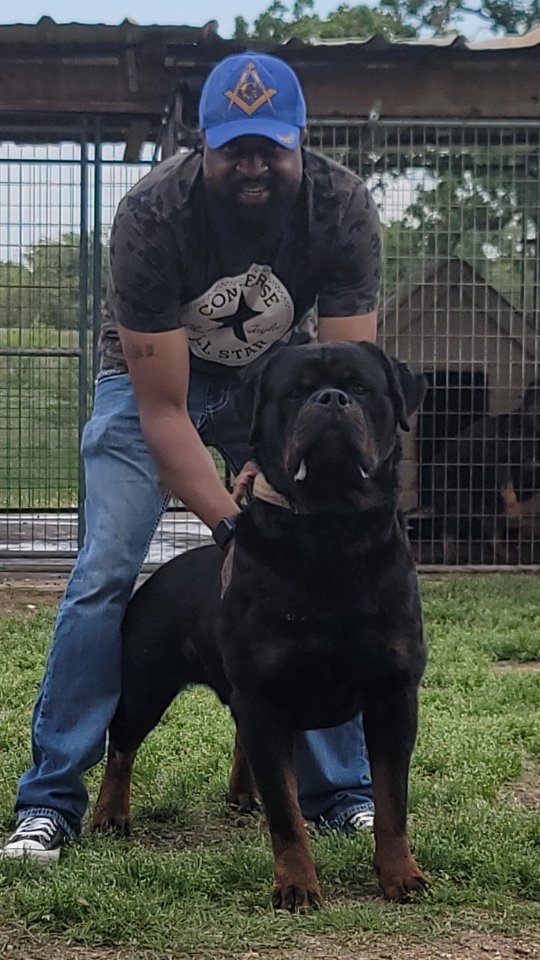 Butler Kennels Rottweilers... - Butler Kennels Rottweilers