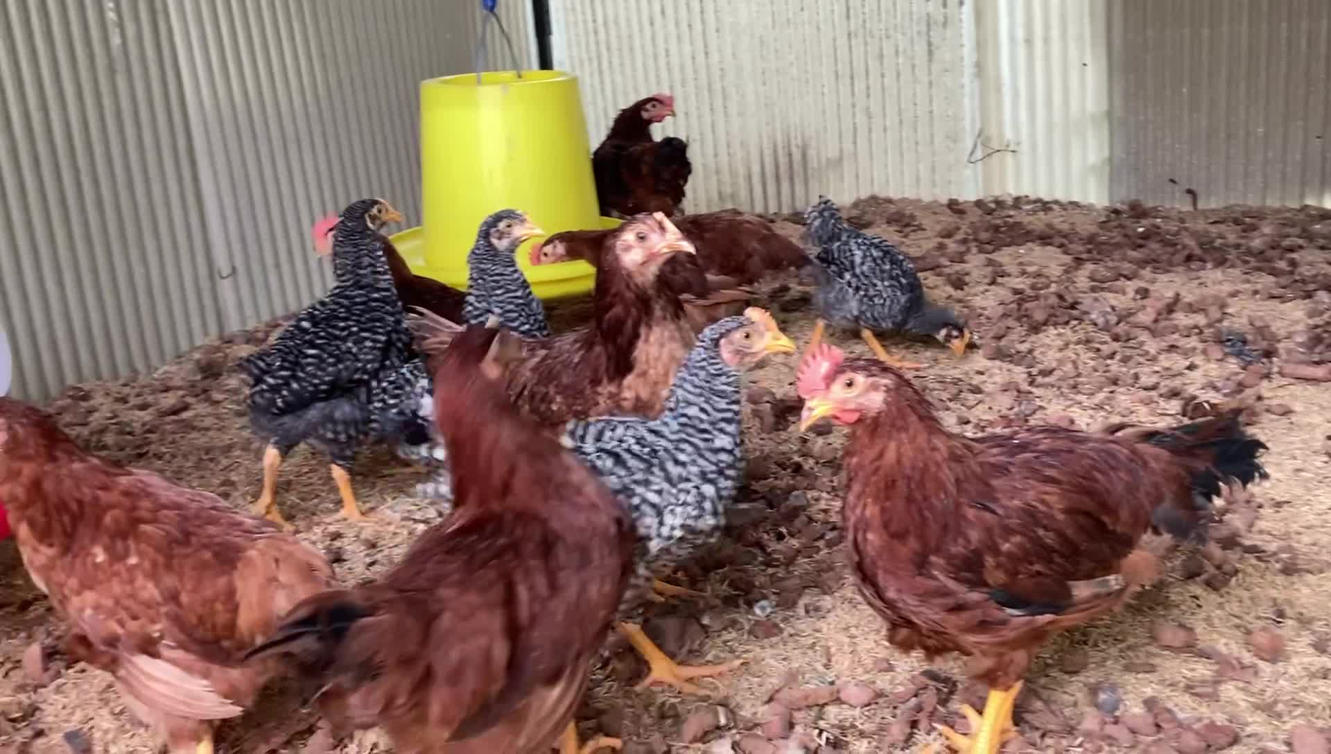Alive Organic Farm | Ko Samui