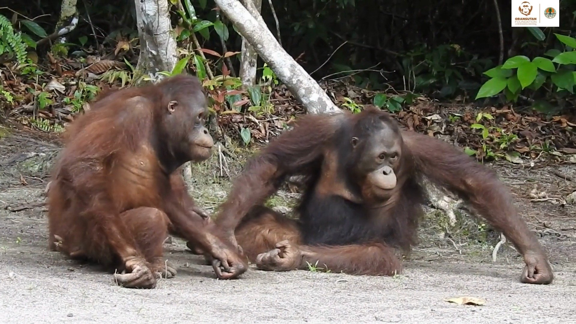 Have you ever seen an orangutan do a roly-poly? Male orangutan Satria ...