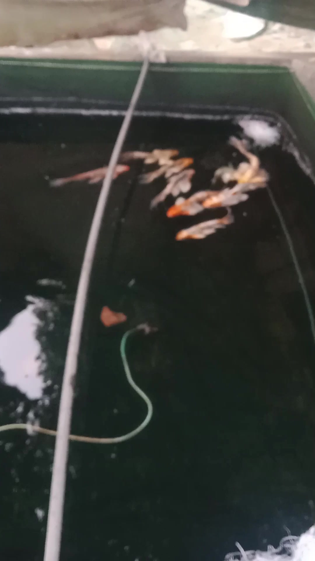 Jisan Fish Farm