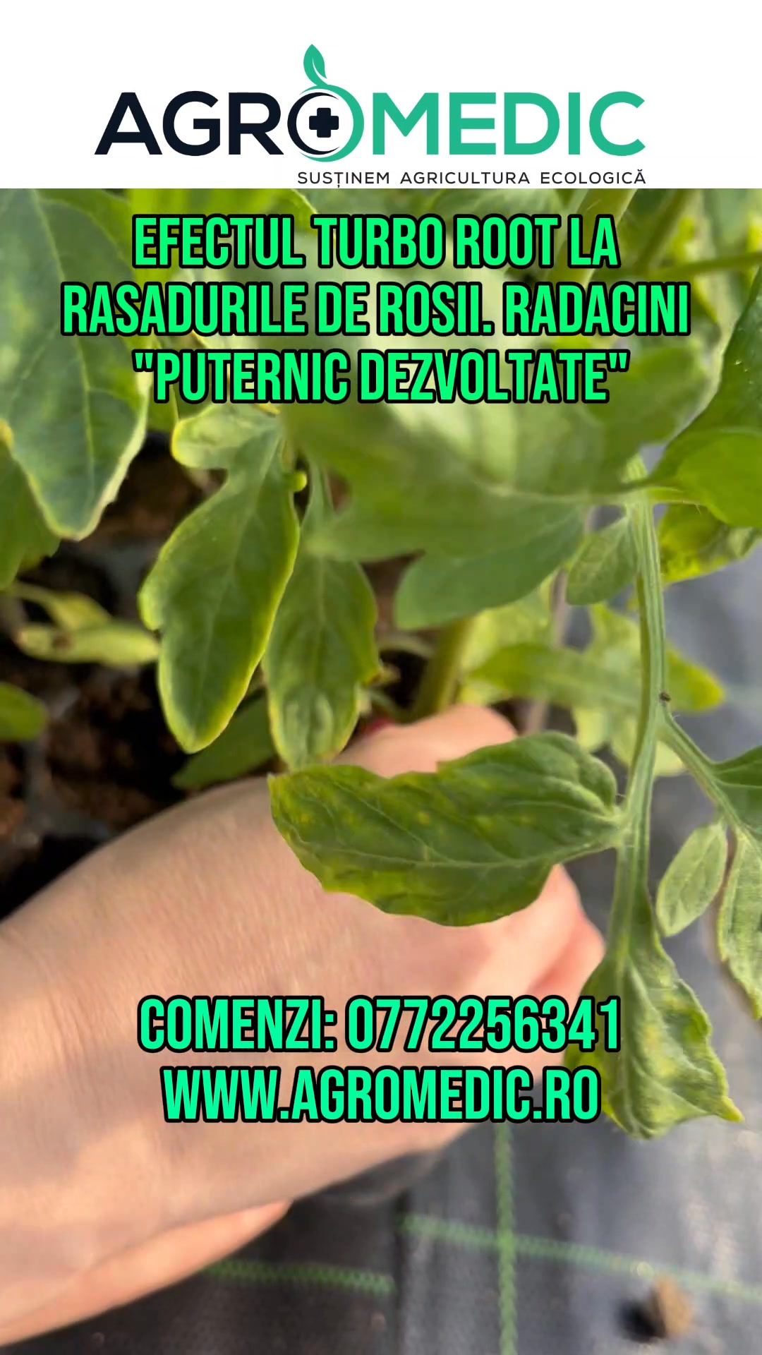 Efectul Turbo Root la rasadurile de rosii. Radacini 