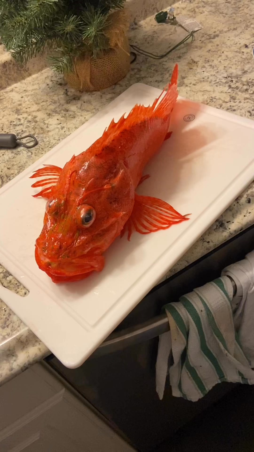 When we say “fresh,” this is exactly what we mean 🎣