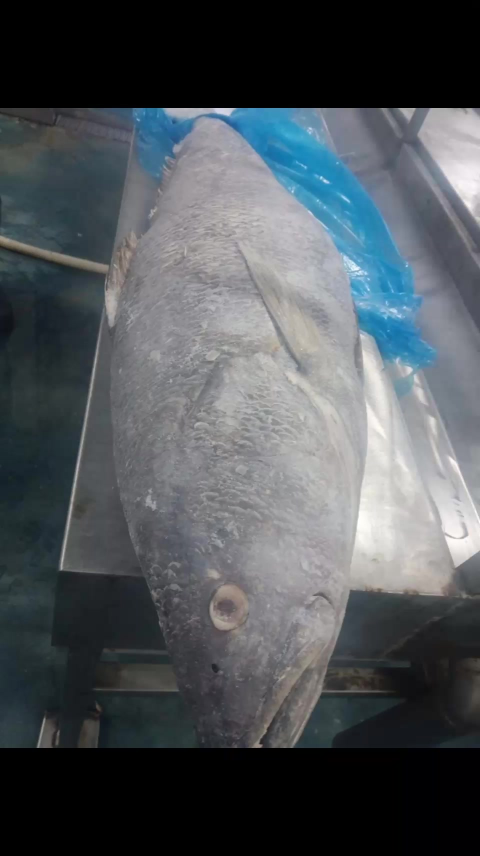 Bakir fish