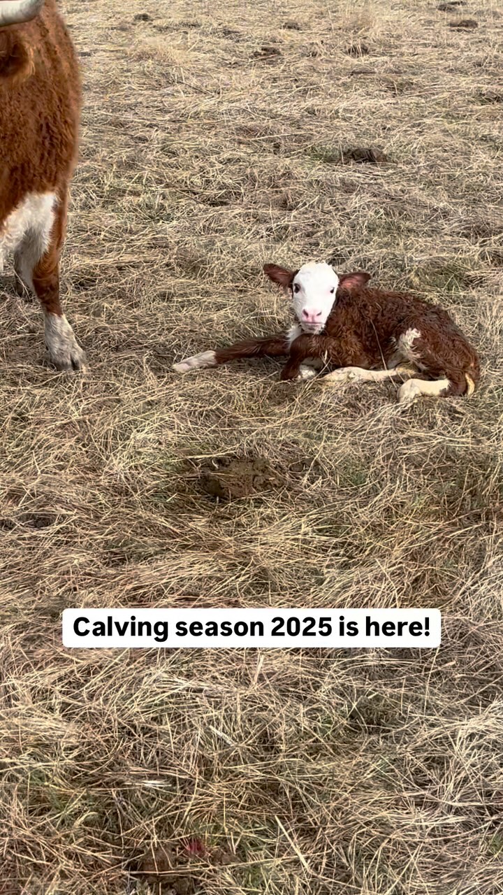“Beef is so expensive!” If I had a dollar for every time I’ve heard ... - Delayed Fo Madison Livestock Accountant Usually Proud