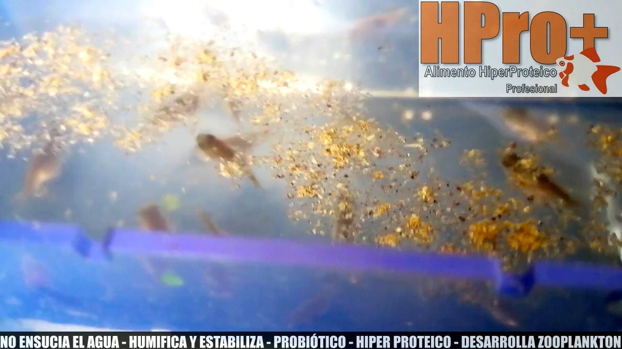 Guppies Perú | Lima