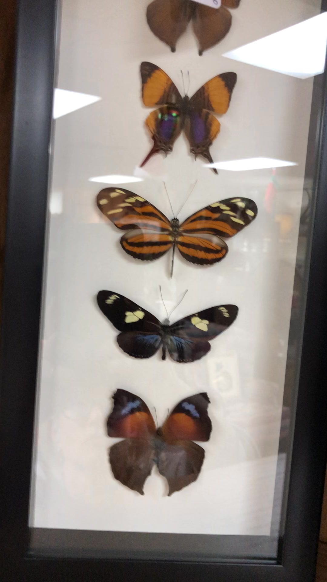 Atelier Insecta