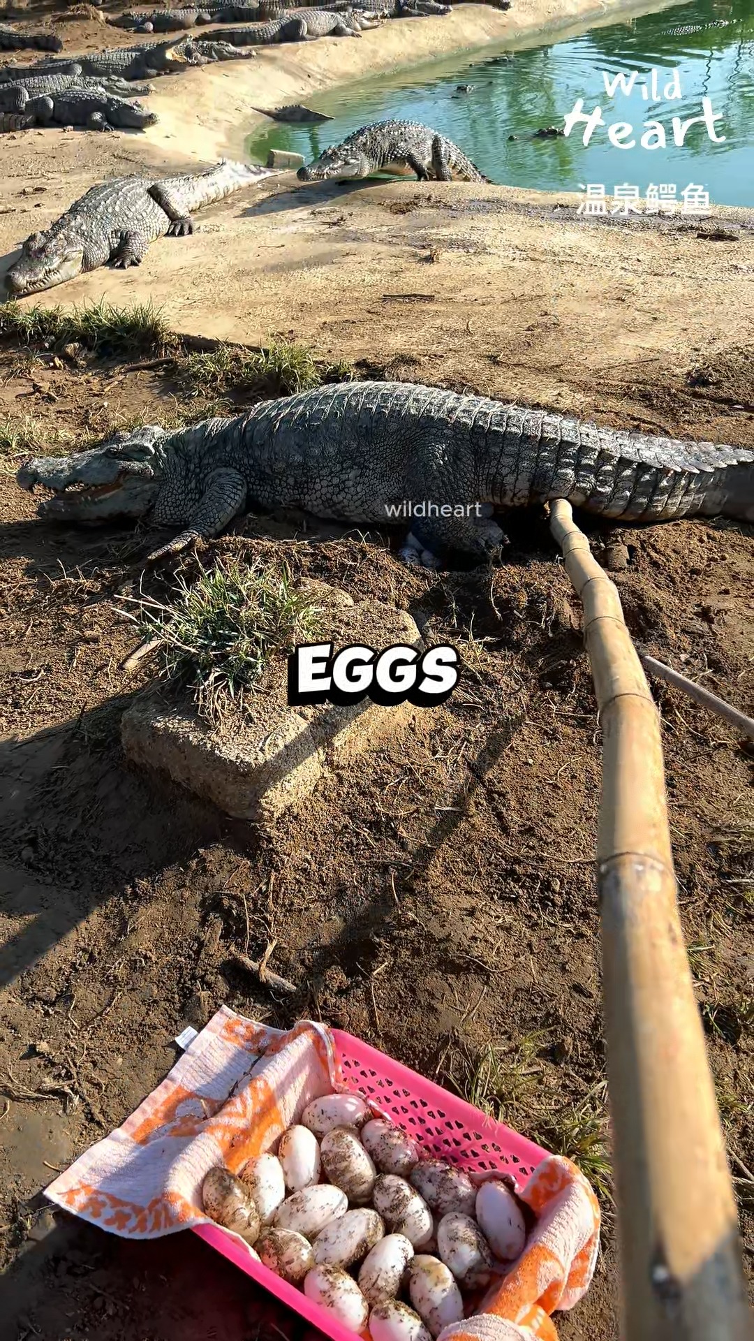 Harvesting Eggs from Angry Crocs #animals #exoticpets #fblifestyle # ...