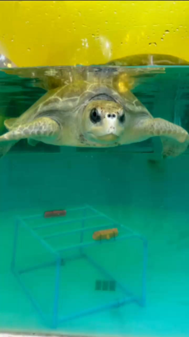 Have you ever wondered how we can listen to a sea turtle's heart? 🐢💓 We ...