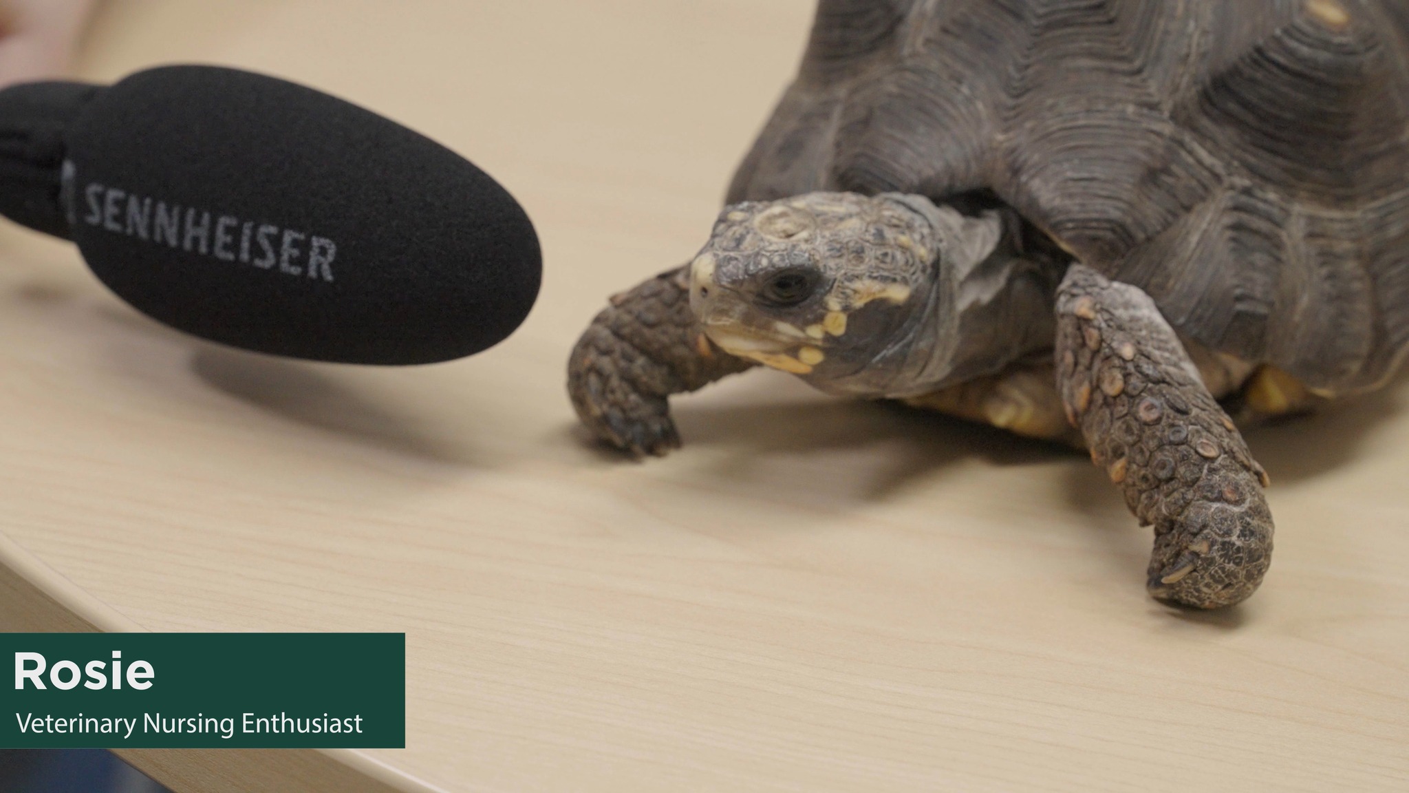 One of our Veterinary Nursing correspondents interviewed Lady Rosie ...