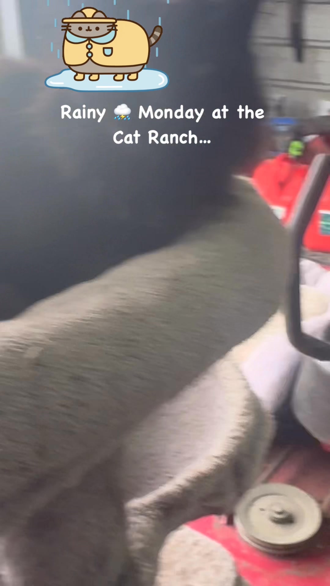 Stuck in the barn 🚜 during a Monday rain storm at the Cat ranch ...